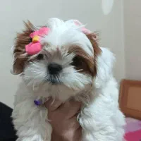 سگ  عروسکی مینیاتوری