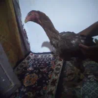 ماکیان نصل دار افغانی