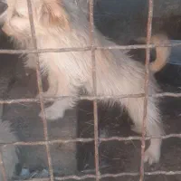 توله پاکوتاه معاوضه با مرغ وخروس مرندی