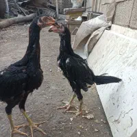 جوجه ی لاری|حیوانات مزرعه|خوی, |دیوار