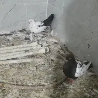 کبوتردمبی|پرنده|کارون, |دیوار