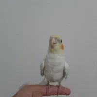 عروس هلندی گمشده