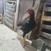 خروس لاری برزیل