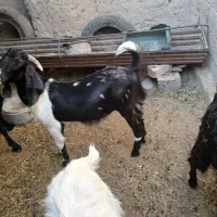 کهره نر