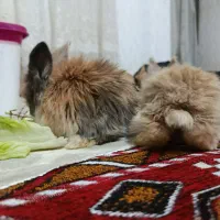 فروشی خرگوش لوپی|موش و خرگوش|تبریز, |دیوار