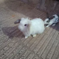 خرگوش لپی