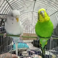 مرغ عشق|پرنده|محمدیه-قزوین, |دیوار