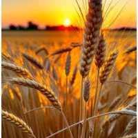 فروش زمین کشاورزی کارزان