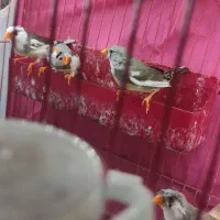 فنج