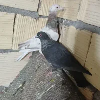 کبوترپرشی|پرنده|آشخانه, |دیوار