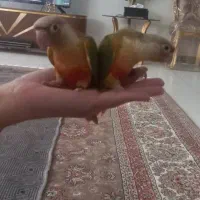 فروش دو عدد گرینچیک رام دون خور