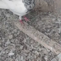کبوتر