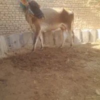 گاوبدون گوساله