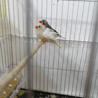 فروش فنچ زبرا