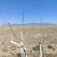 پیوند درخت پسته|خدمات باغبانی و درختکاری|تربت‌حیدریه, منظر|دیوار