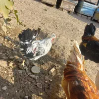 خروس  محلی|حیوانات مزرعه|هشتگرد, خور|دیوار