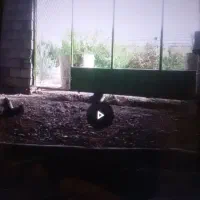 باغ-نجف-آباد