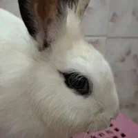 خرگوش ماده واگذاری