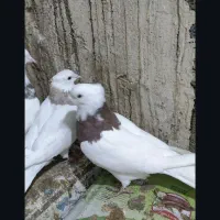 کبوتر طوقی|پرنده|یاسوج, |دیوار