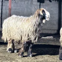 قوچ بختیاری اصیل و درجه یک