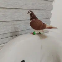 رنگه خوب هوایی چپ. وخال هردونر|پرنده|تربت جام, جامی|دیوار