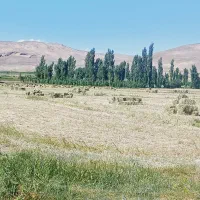 ۱۰۰ بسته علف یونجه
