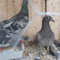 کفتر م