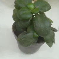 گلدان گل شمعدانی ، پدیلانتوس ، و کالانگوئه|گل و گیاه طبیعی|تهران, تهرانپارس غربی|دیوار