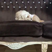 واگذاری سگ شیتزو|سگ|اسلامآباد غرب, |دیوار