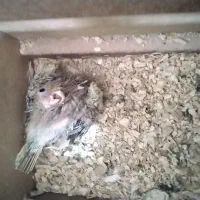 جوجه عروس سرلاکی