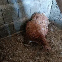 بوقلمون کرچ( به کر)