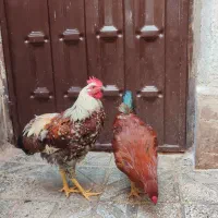 دو عدد خروس محلی جوان