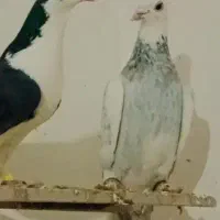 کفتر و پرنده