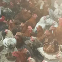 خروس|حیوانات مزرعه|ساوه, |دیوار