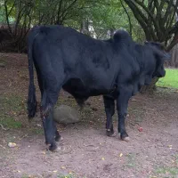 گوساله نر ناف دار