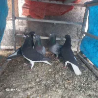 کبوتر شهری سیاه