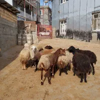 گوسفند بره قوچ|حیوانات مزرعه|سرپل ذهاب, |دیوار