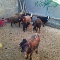 میش و بره گوسفند