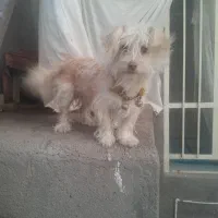 سگ ۱ سال