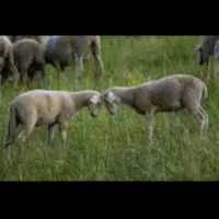 فروش ۱۸۰ بره نر و ماده درجه یک