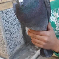 کبوتر|پرنده|لردگان, |دیوار