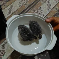 فروش دوتا جوجه بلدرچین