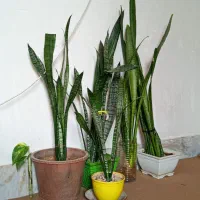 گل سانسوریا