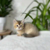 بریتیش|گربه|اصفهان, جلفا|دیوار