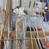 مرغ عشق ماده به همراه قفس|پرنده|الشتر, |دیوار