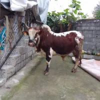 کل چالوسی ناف دار،سه ساله|حیوانات مزرعه|اطاقور, |دیوار