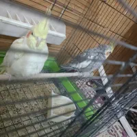 عروس هلندی لوتینو|پرنده|خمین, |دیوار