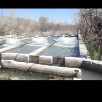 اجاره پرورش ماهی ۲۰ تنی