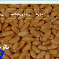 فروش گندم در حد۲۵۰ کیلو