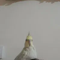 عروس هلندی مولد دستی|پرنده|محلات, |دیوار